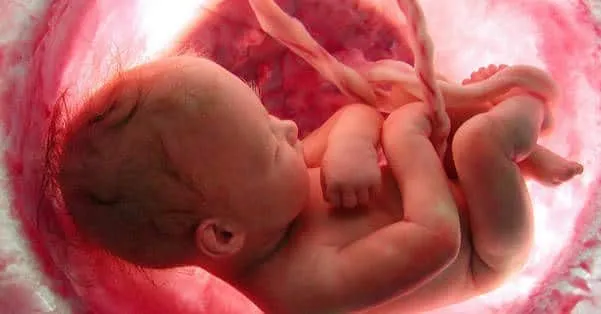 10 photos extraordinaires de la croissance d’un bébé dans le ventre d’une mère