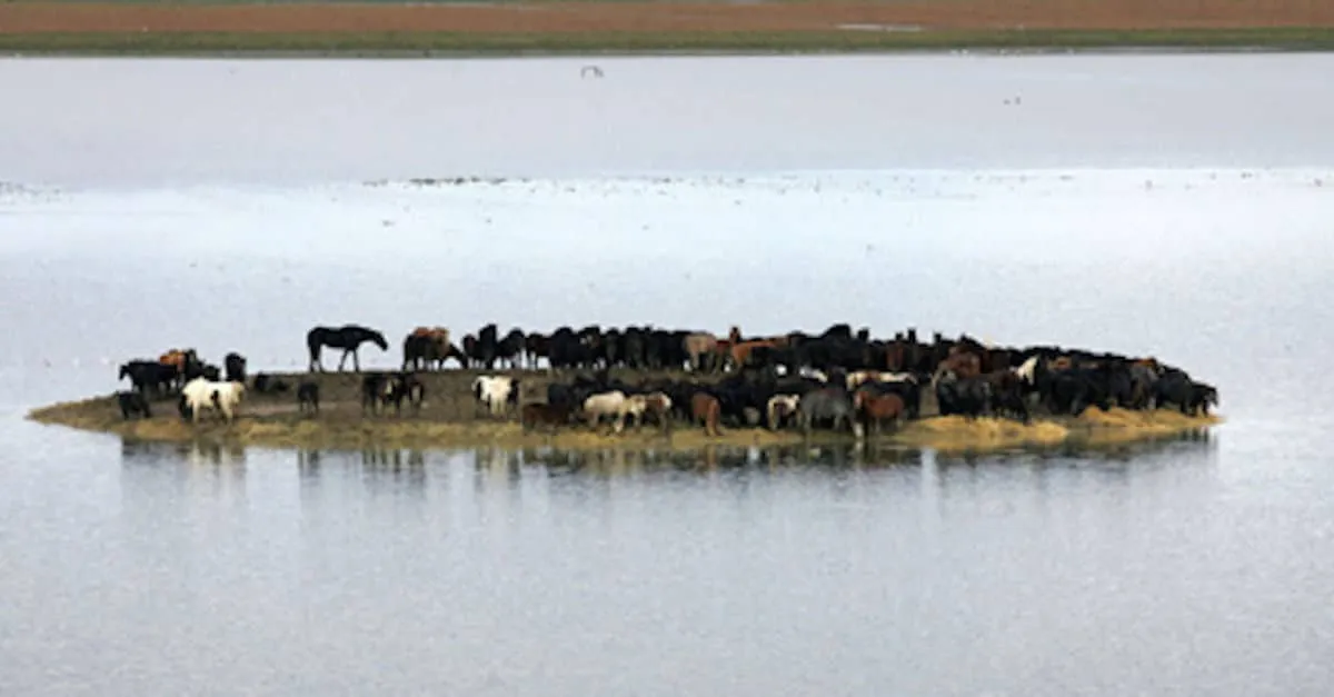 Ces 100 chevaux étaient pris au piège sur une île, jusqu’à ce que ces 7 femmes réalisent l’IMPENSABLE…