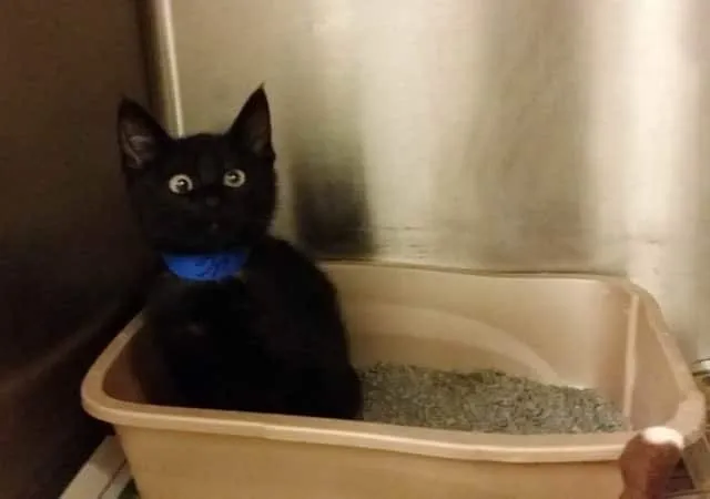011916-10-Kitties-with-Cute-Googly-Eyes-2