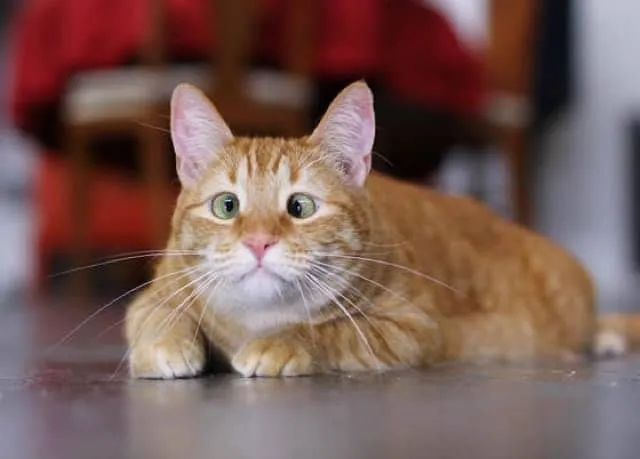 Courtesy of Josh Norem at The Furrtographer