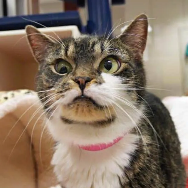 Photo by Lollypop Farm, the Humane Society of Greater Rochester