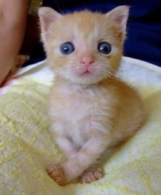 011916-10-Kitties-with-Cute-Googly-Eyes-9