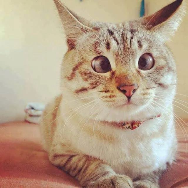 011916-10-Kitties-with-Cute-Googly-Eyes-11
