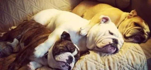 12 Choses que seuls les Propriétaires de Bouledogue comprendront