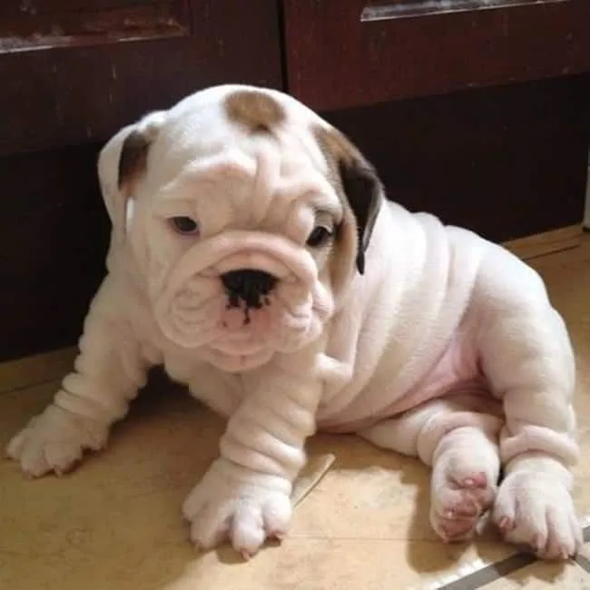Bouledogue 2