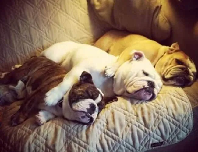 Bouledogue 12