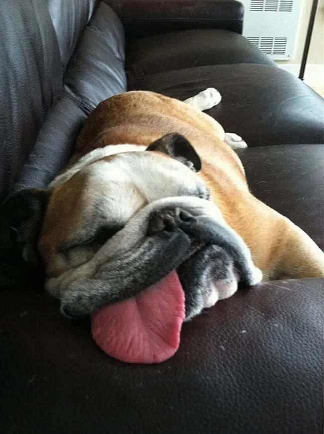 Bouledogue 13