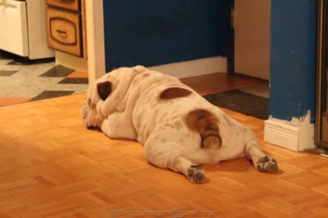 Bouledogue 3