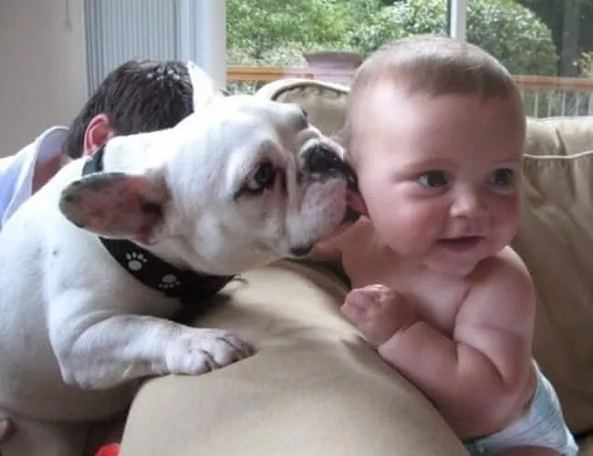 Bouledogue 5