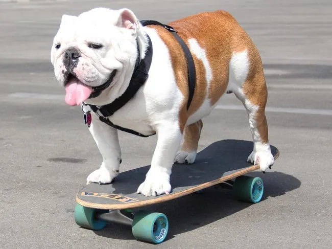 Bouledogue 7