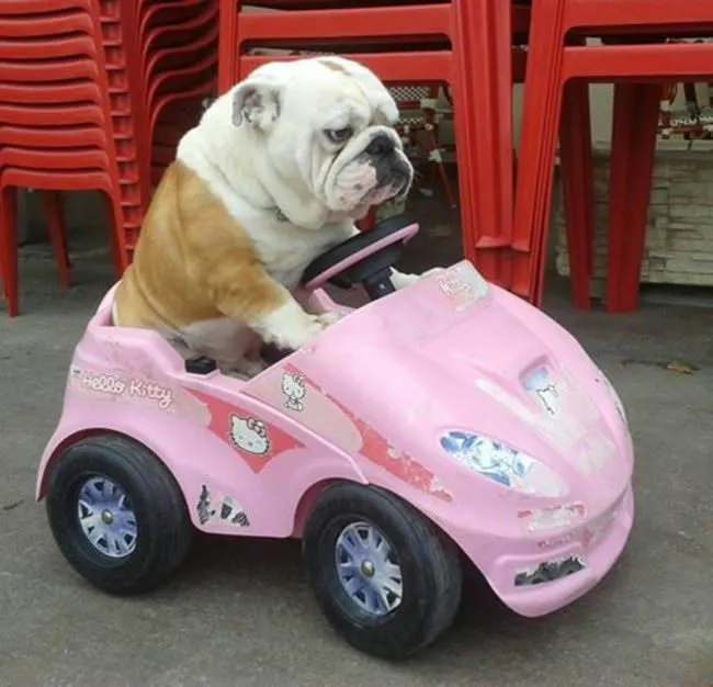 Bouledogue 8
