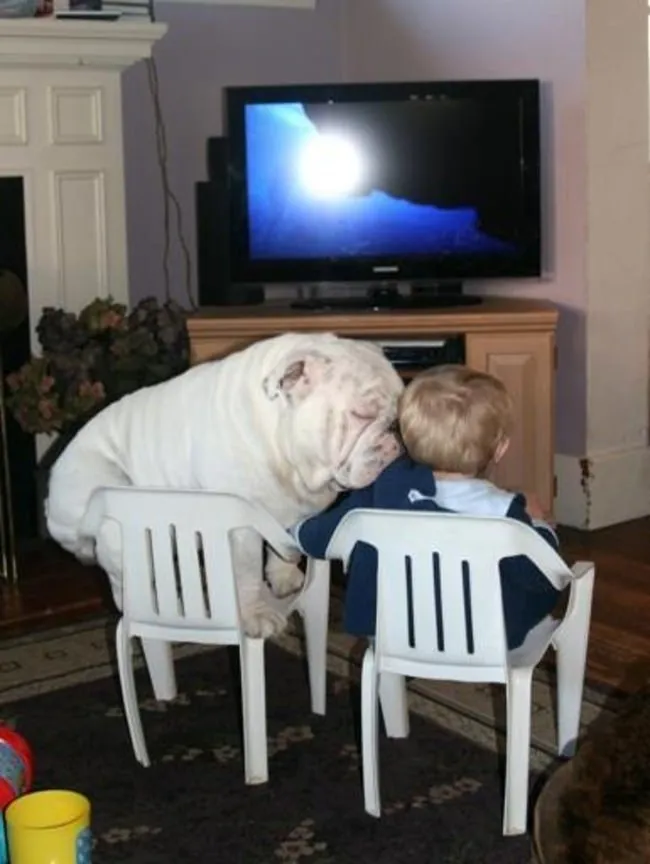 Bouledogue 9