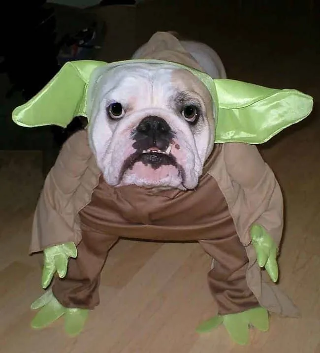 Bouledogue 11