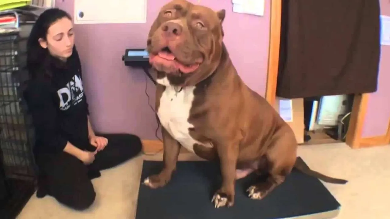 15 des plus gros animaux domestiques de tous les temps