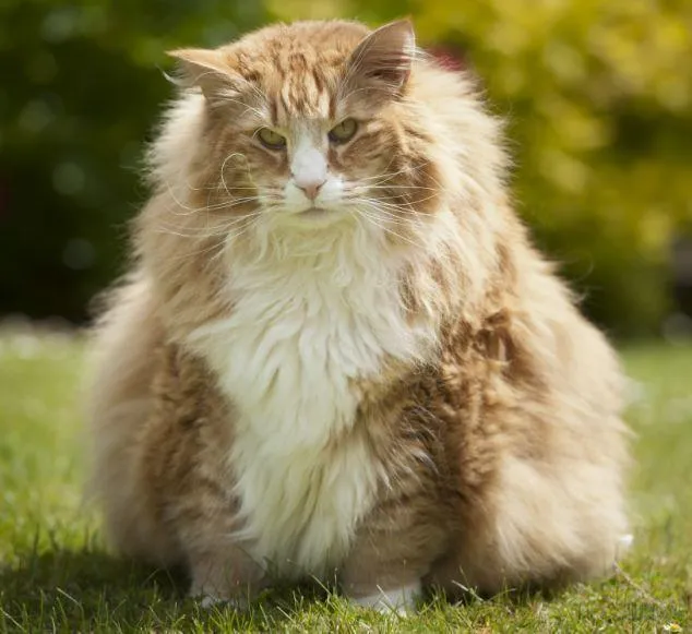 14_des_plus_gros_animaux-12