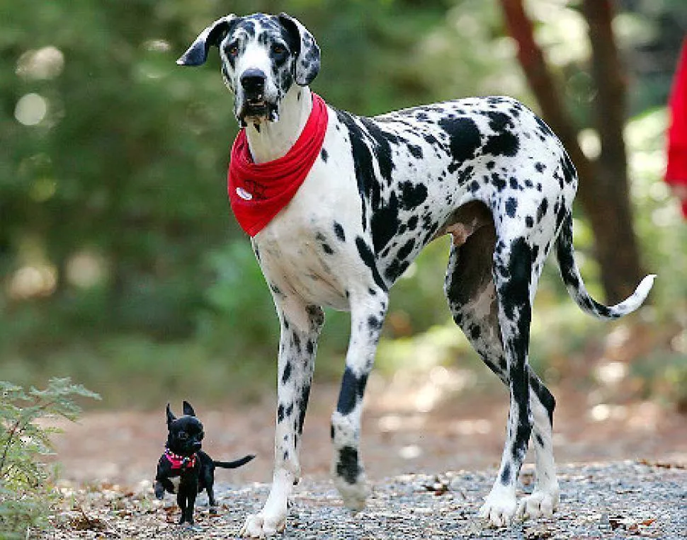 14_des_plus_gros_animaux-10