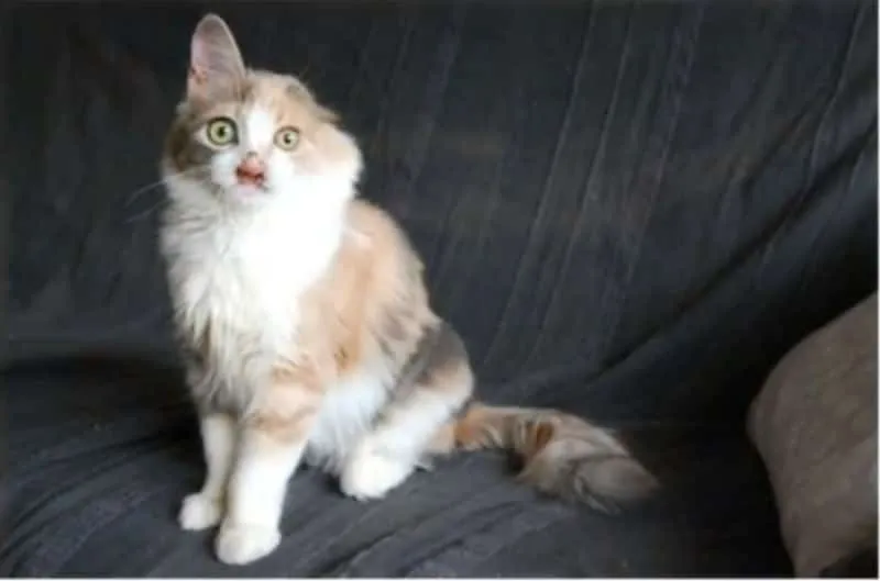 Chatte maltraitee 10