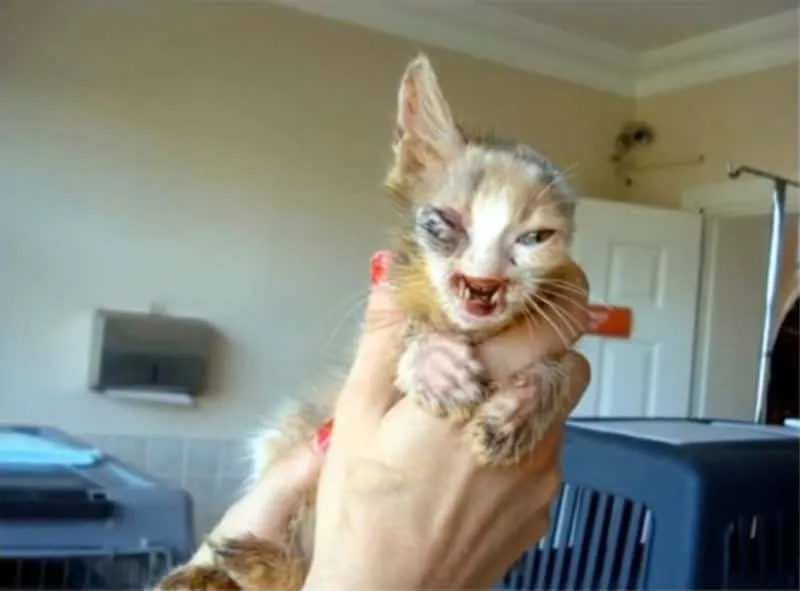 Chatte maltraitee 2