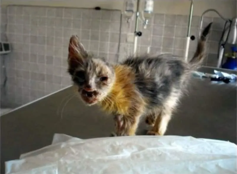 Chatte maltraitee 3