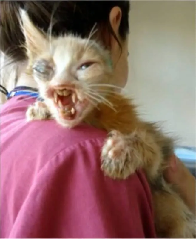 Chatte maltraitee 4