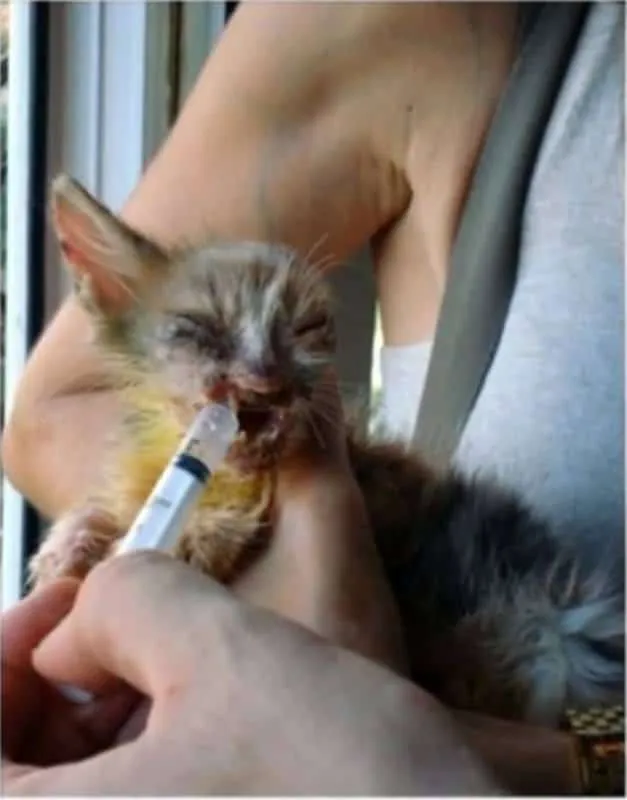 Chatte maltraitee 5