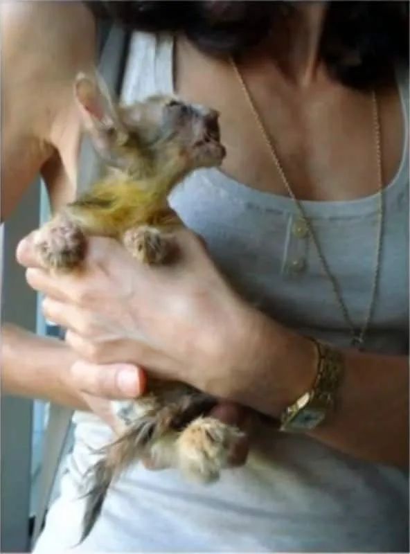 Chatte maltraitee 6