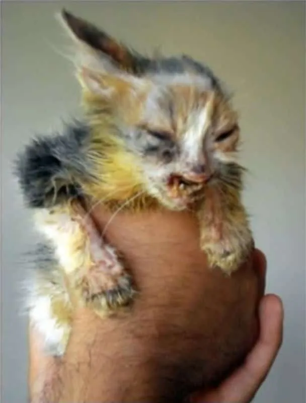 Chatte maltraitee 7