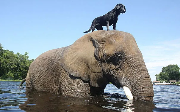Unusual animal friendship 3 1