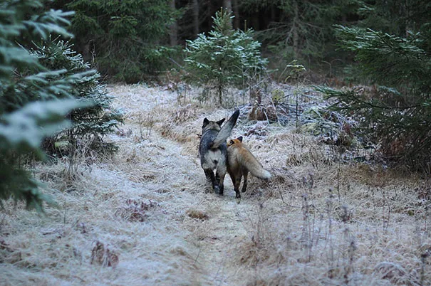 Unusual animal friendship 1 3