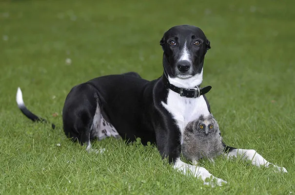 Unusual animal friendship 2 1