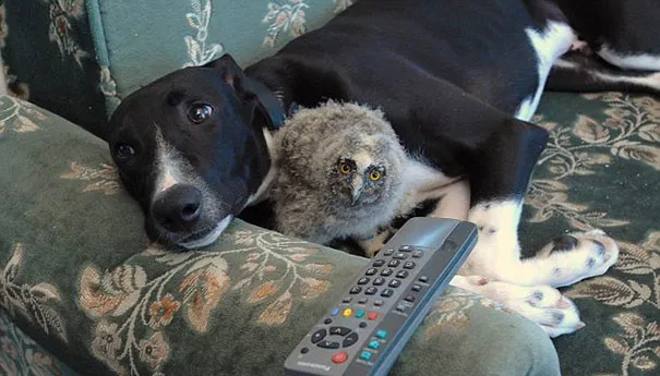 Unusual animal friendship 2 2