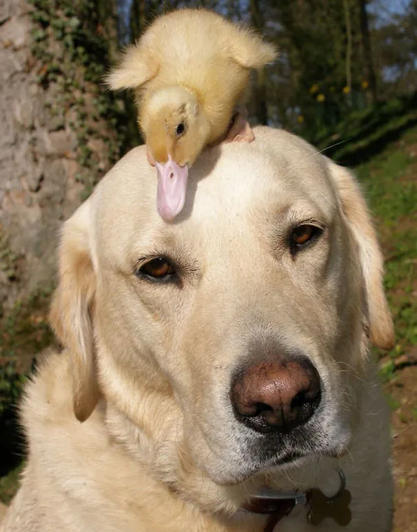 Unusual animal friendship 4 1