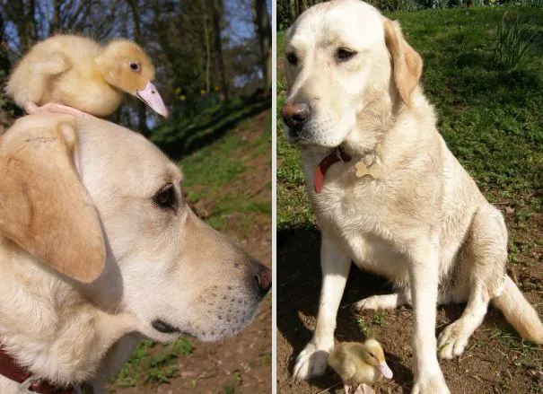 Unusual animal friendship 4 2