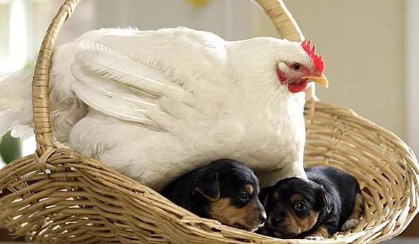 Unusual animal friendship 5 1