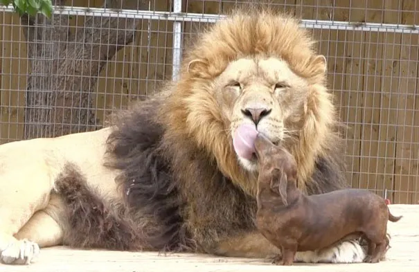Unusual animal friendship 6 2