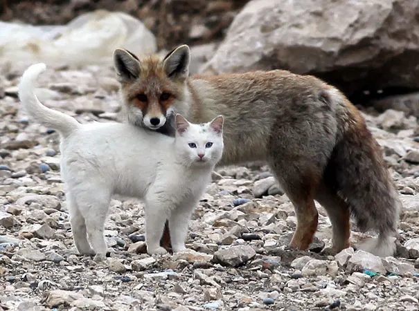 Unusual animal friendship 7 1