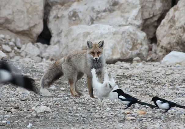 Unusual animal friendship 7 2