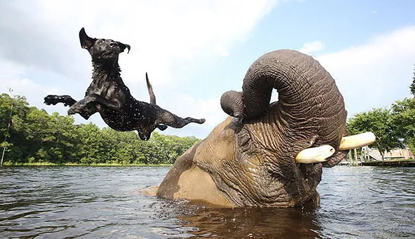 Unusual animal friendship 3 2