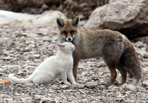 Unusual animal friendship 7 3