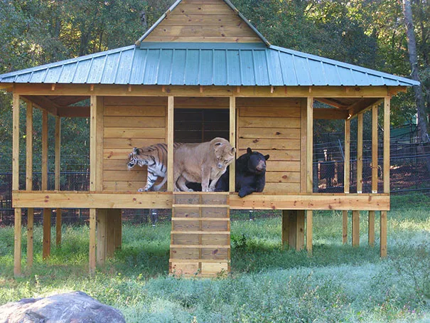 Unusual animal friendship 11 1