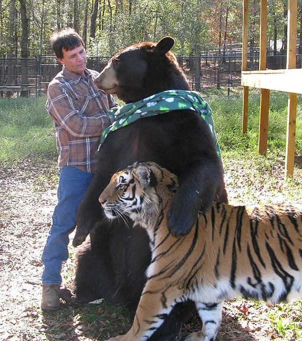 Unusual animal friendship 11 2
