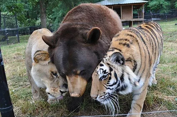 Unusual animal friendship 11 3