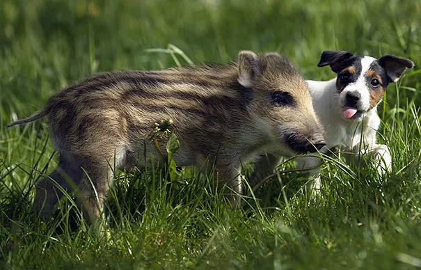 Unusual animal friendship 8 1