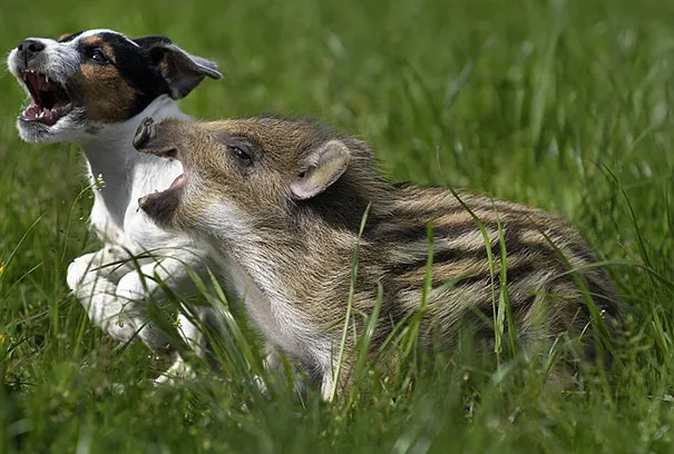 Unusual animal friendship 8 2