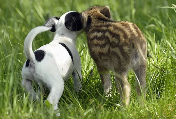 Unusual animal friendship 8 3