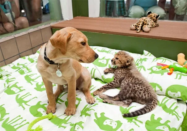 Unusual animal friendship 12 1
