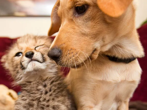 Unusual animal friendship 12 2