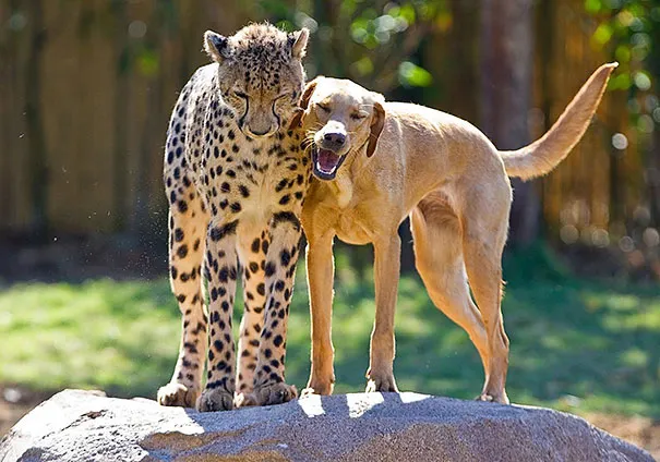 Unusual animal friendship 12 3