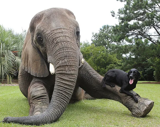 Unusual animal friendship 3 3