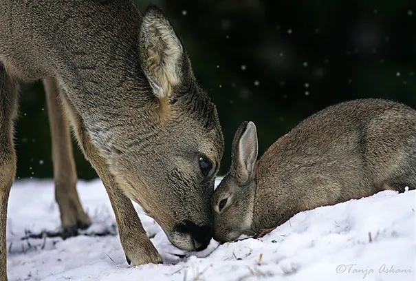 Unusual animal friendship 9 1